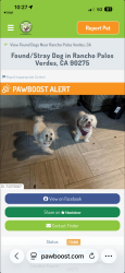 Found/Stray Unknown Dog last seen Westmont in the Gardens cndmnium, Rancho Palos Verdes, CA 90275