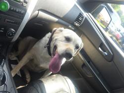 Reunited Female Dog last seen Near w jerfferson st Joliet il 60435, Joliet, IL 60436
