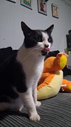 Reunited Male Cat last seen Selbourne and Ferndown, West Sussex, England 