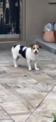 Reunited Female Dog last seen Sunset and Coachman, Clearwater, FL 33763