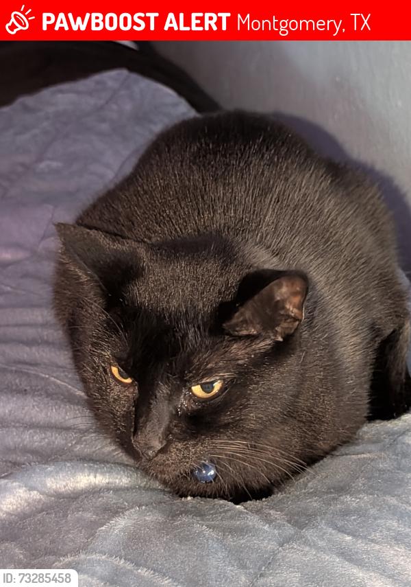 Lost Female Cat last seen April Sound, Montgomery, TX 77356