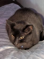 Lost Female Cat last seen April Sound, Montgomery, TX 77356