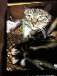 Lost Male Cat last seen Dark, Belmont, CA 94002