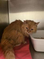 Shelter Stray Female Cat last seen Near BLOCK S PEAR APPLE CIR, 4522 W 3500 S, West Valley City, UT 84120, USA