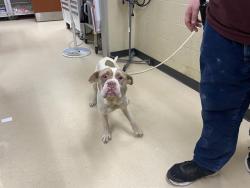 Shelter Stray Male Dog last seen Near BLOCK N 15TH ST, 3839 W Burnham St, West Milwaukee, WI 53215, USA