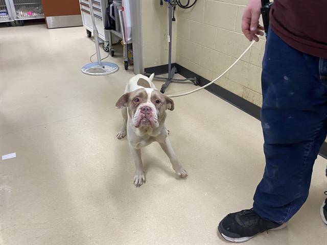 Shelter Stray Male Dog last seen Near BLOCK N 15TH ST, 3839 W Burnham St, West Milwaukee, WI 53215, USA