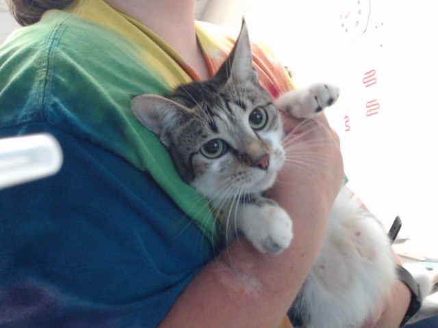 Shelter Stray Female Cat last seen Near BLOCK ODOM DR, FAYETTEVILLE NC 28304, 4704 Corporation Dr, Fayetteville, NC 28306, USA