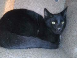 Shelter Stray Male Cat last seen , 4275 Elton St, Baldwin Park, CA 91706, USA