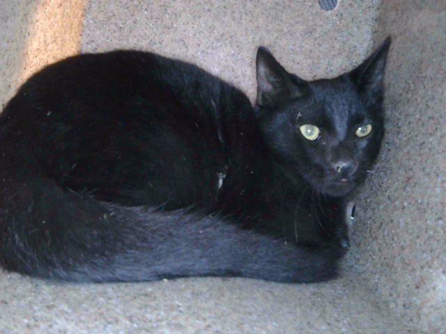 Shelter Stray Male Cat last seen , 4275 Elton St, Baldwin Park, CA 91706, USA