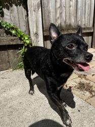 Reunited Male Dog last seen W Grand Ave and W Division St, Chicago, IL 60651