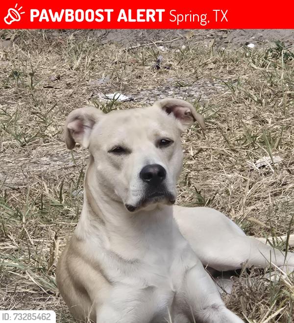 Lost Male Dog last seen My back yard in fox run, Spring, TX 77386