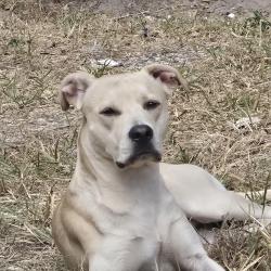 Lost Male Dog last seen My back yard in fox run, Spring, TX 77386