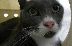 Shelter Stray Female Cat last seen , 232 Eslinger Way, Sanford, FL 32773, USA