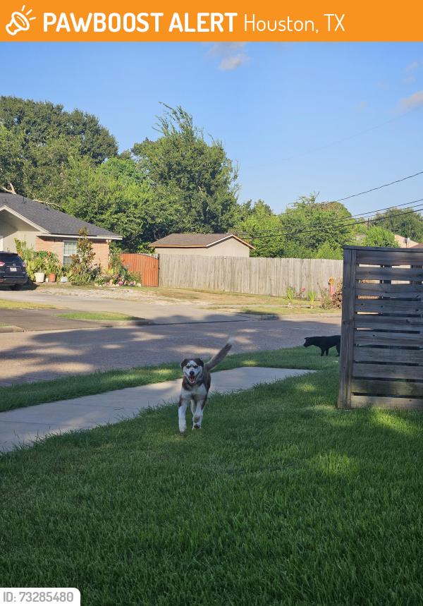 Found/Stray Unknown Dog last seen S Post Oak, Houston, TX 77045