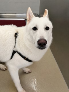 Shelter Stray Male Dog last seen GRAHAM, 221 Stone Quarry Rd, Burlington, NC 27217, USA