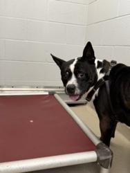 Shelter Stray Male Dog last seen GRAHAM, 221 Stone Quarry Rd, Burlington, NC 27217, USA