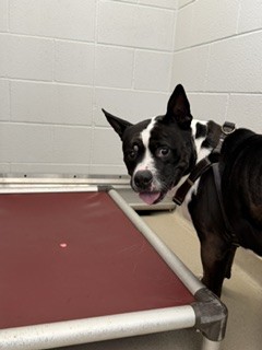 Shelter Stray Male Dog last seen GRAHAM, 221 Stone Quarry Rd, Burlington, NC 27217, USA