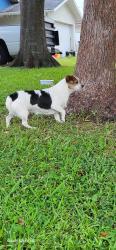 Reunited Female Dog last seen Sunset and Coachman, Clearwater, FL 33765