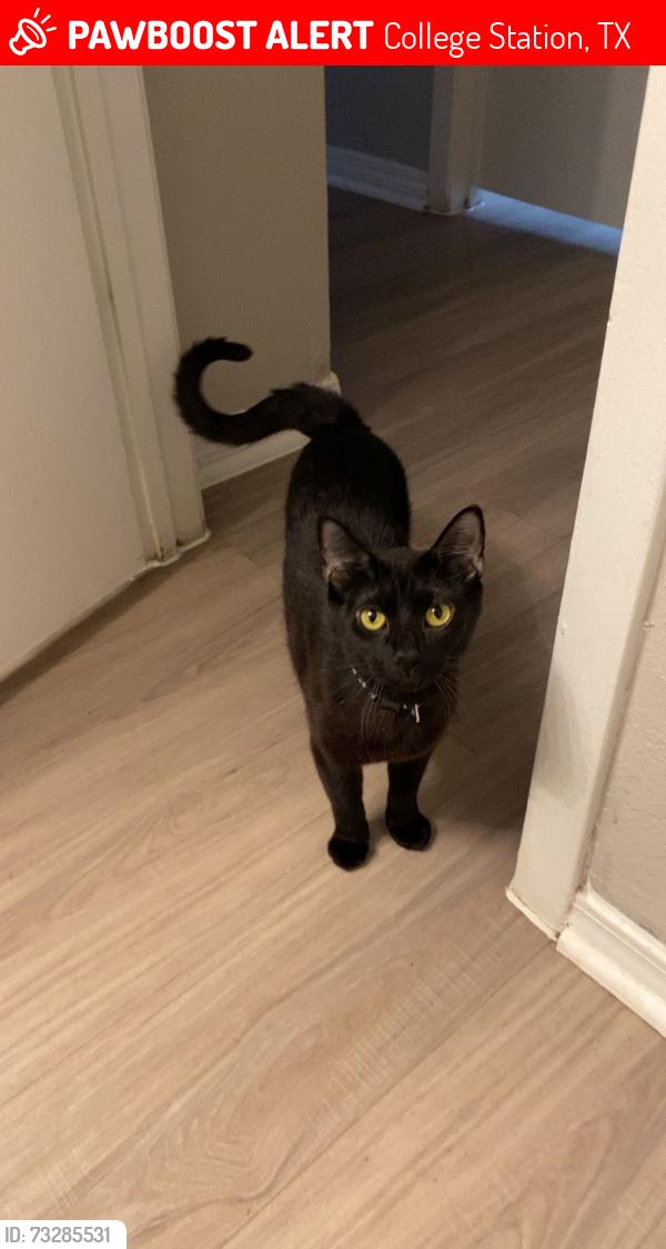 Lost Female Cat last seen Whataburger on wellborn, College Station, TX 77840