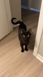 Lost Female Cat last seen Whataburger on wellborn, College Station, TX 77840