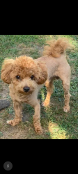 Lost Male Dog last seen Belle Aire Baptist Church, Murfreesboro, TN 37130