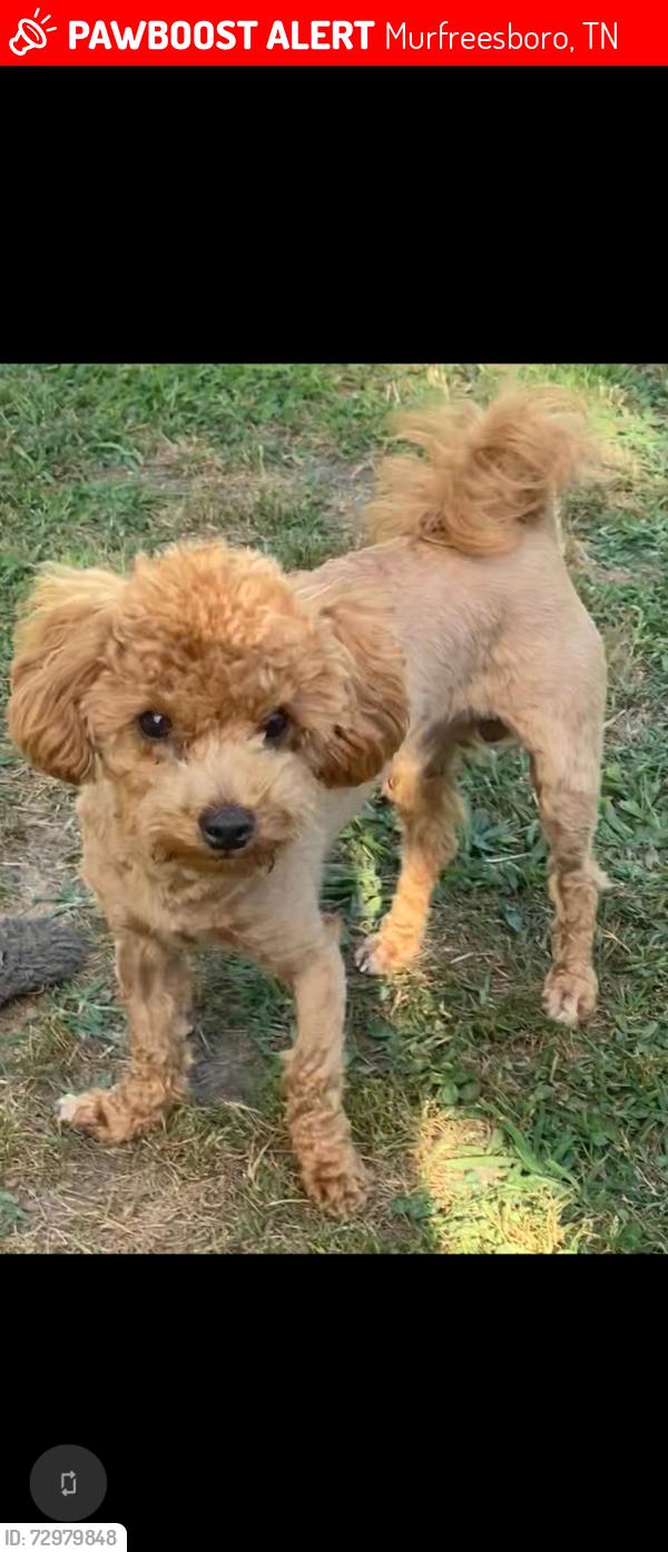 Lost Male Dog last seen Belle Aire Baptist Church, Murfreesboro, TN 37130