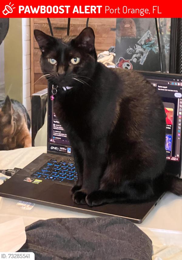 Lost Female Cat last seen Kendrew drive SkyLake subdivision, Port Orange, FL 32127