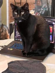 Lost Female Cat last seen Kendrew drive SkyLake subdivision, Port Orange, FL 32127
