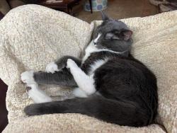 Reunited Female Cat last seen S. Wellonsburg Pl & w. Sterlington, Apex, NC 27502