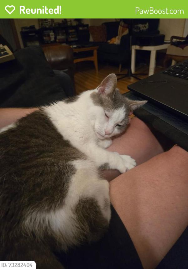 Reunited Female Cat last seen Verdun & Moffat/Beatty, Montréal, QC H4H 1Y7