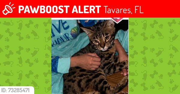 Lost Female Cat last seen Atlantis Road and Challenger Drive, Tavares, FL 32778