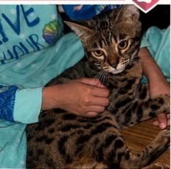 Lost Female Cat last seen Atlantis Road and Challenger Drive, Tavares, FL 32778