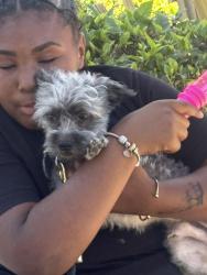 Reunited Male Dog last seen Obama and Chesapeake ave, Los Angeles, CA 90016