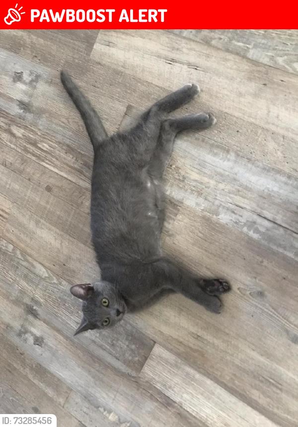 Lost Female Cat last seen Broadrock rd, snow camp nc, Alamance County, NC 27349