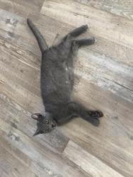 Lost Female Cat last seen Broadrock rd, snow camp nc, Alamance County, NC 27349
