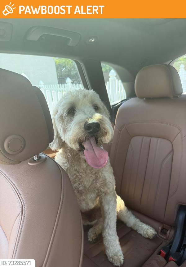 Found/Stray Male Dog last seen Palmetto/spartan, Eagle, England LN6 9DG