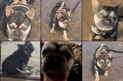Reunited Male Dog last seen Candelaria in between 12th St. and Rio Grande, Albuquerque, NM 87107