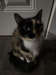 Reunited Male Cat last seen Near avery village, New Braunfels, TX 78130