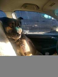 Lost Male Dog last seen 15th and Central, Westcliffe, CO 81252