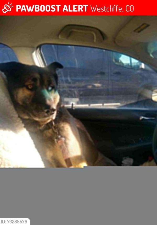 Lost Male Dog last seen 15th and Central, Westcliffe, CO 81252