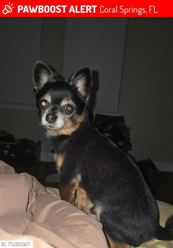 Lost Male Dog last seen Coral Springs, Coral Springs, FL 33065