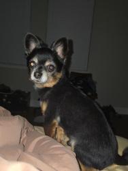 Lost Male Dog last seen Coral Springs, Coral Springs, FL 33065