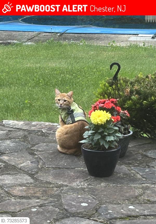 Lost Male Cat last seen Orchard drive Chester, nj, Chester, NJ 07930