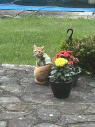 Lost Male Cat last seen Orchard drive Chester, nj, Chester, NJ 07930