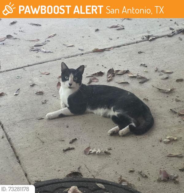 Found/Stray Male Cat last seen Butler Dr and Richland Hills Dr, San Antonio, TX 78245