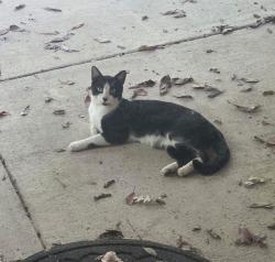 Found/Stray Male Cat last seen Butler Dr and Richland Hills Dr, San Antonio, TX 78245