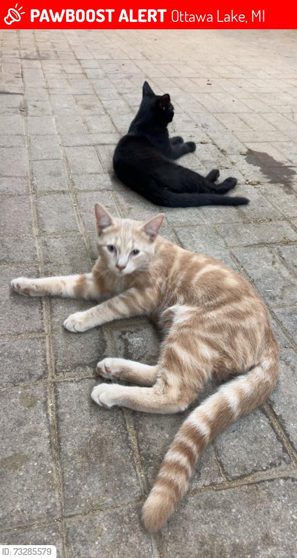 Lost Male Cat last seen Sterns/turk, Ottawa Lake, MI 49267