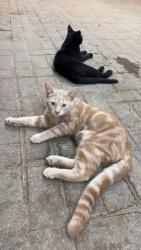 Lost Male Cat last seen Sterns/turk, Ottawa Lake, MI 49267