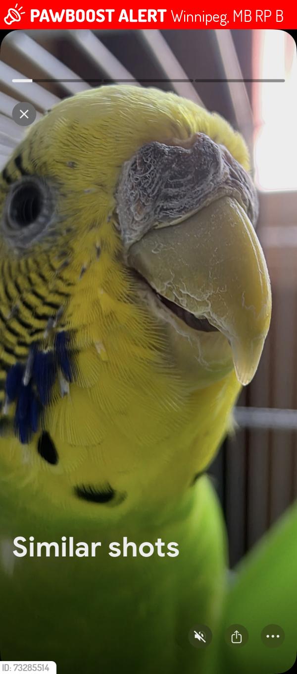 Lost Female Bird last seen Near Jefferson Avenue by Arthur E Wright Community School, Winnipeg, MB R2P 1B6