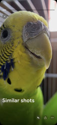 Lost Female Bird last seen Near Jefferson Avenue by Arthur E Wright Community School, Winnipeg, MB R2P 1B6